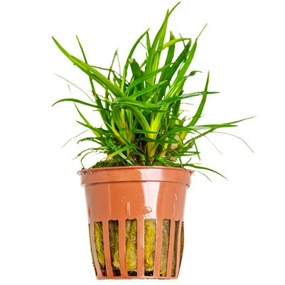 Eriocaulon sp. 'Vietnam' im Topf