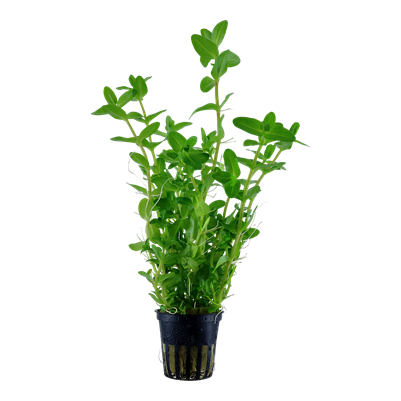 Bacopa caroliniana in a pot