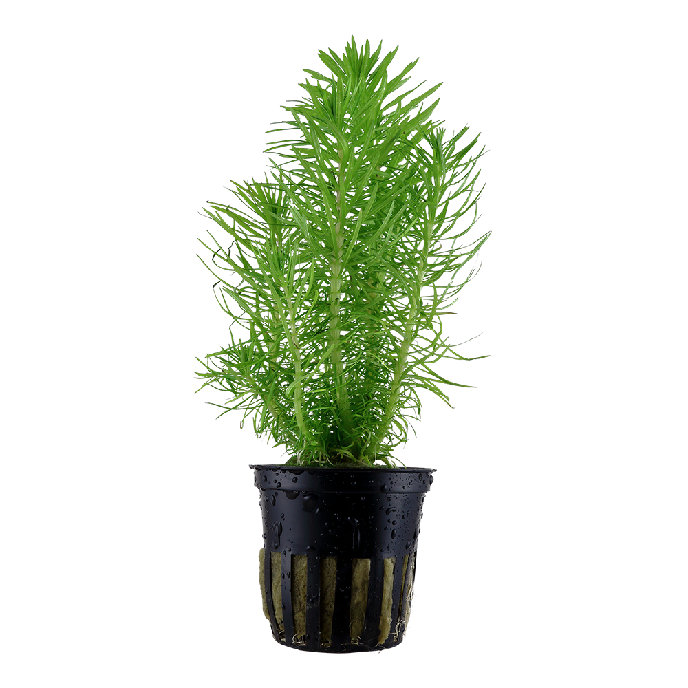 Pogostemon deccanensis (Topf)