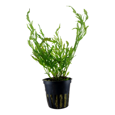 Bolbitis heudelotii en pot