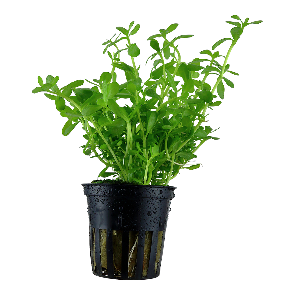 Bacopa monnieri 'Compact' (Topf)