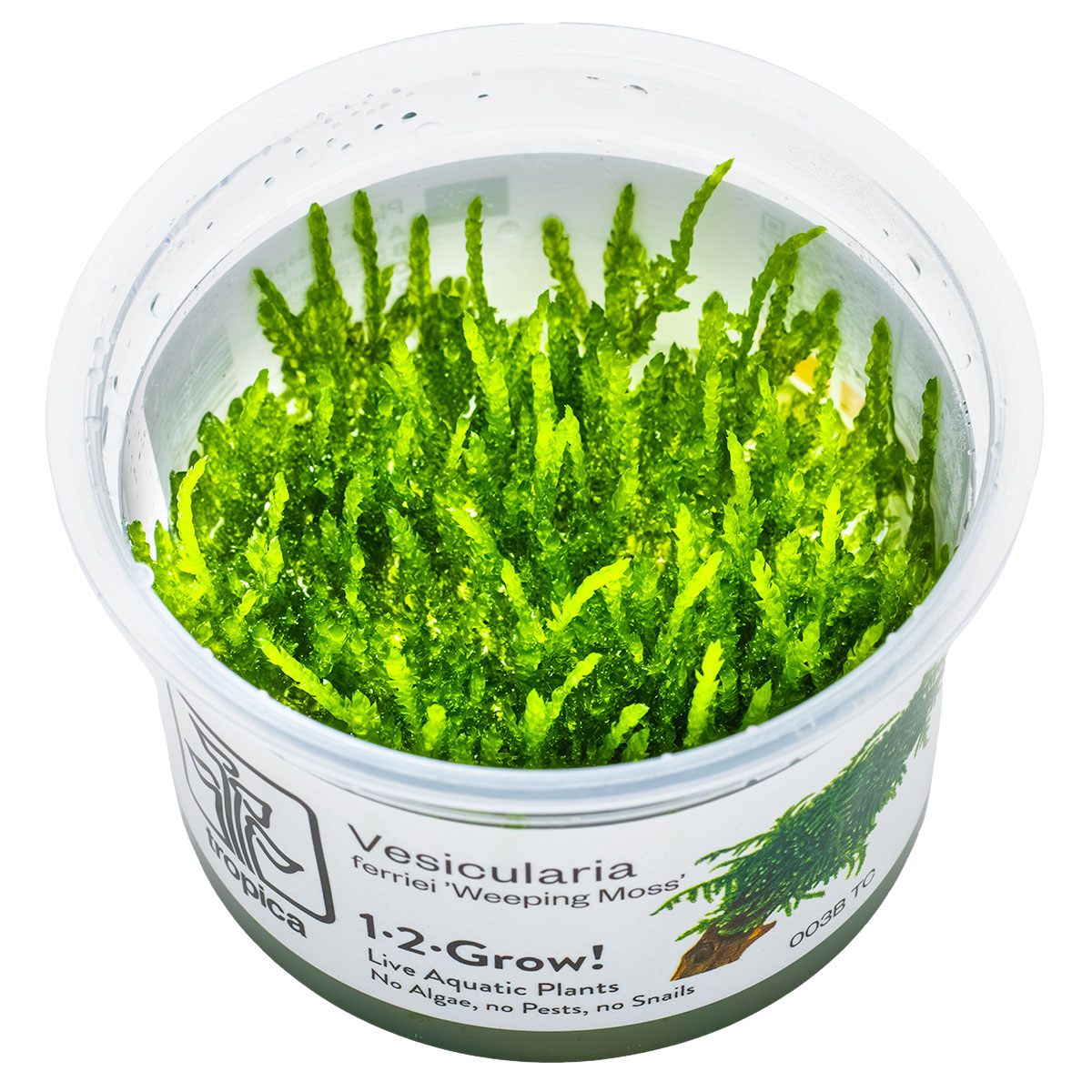 Vesicularia ferriei 'Weeping Moss'