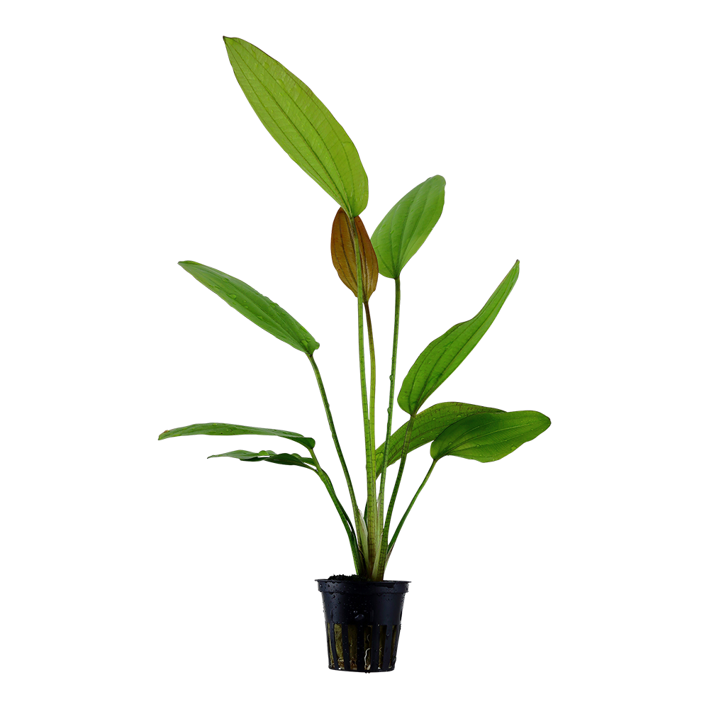 Echinodorus 'Rosé' (Topf)
