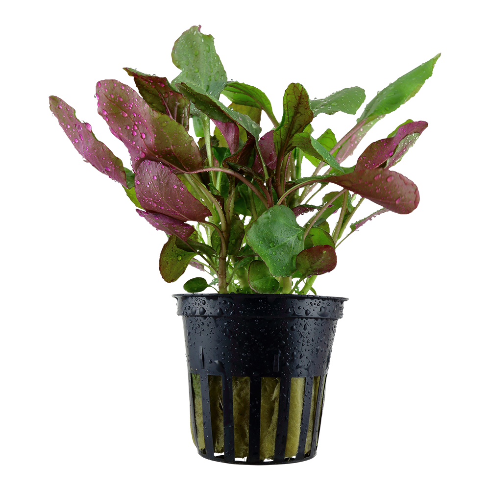Lobelia cardinalis (Topf)