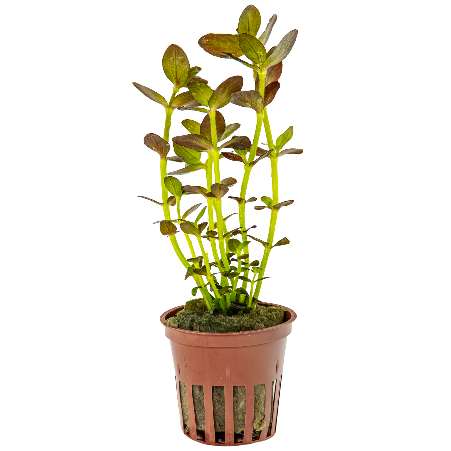 Bacopa salzmanni 'Purple' (Topf)