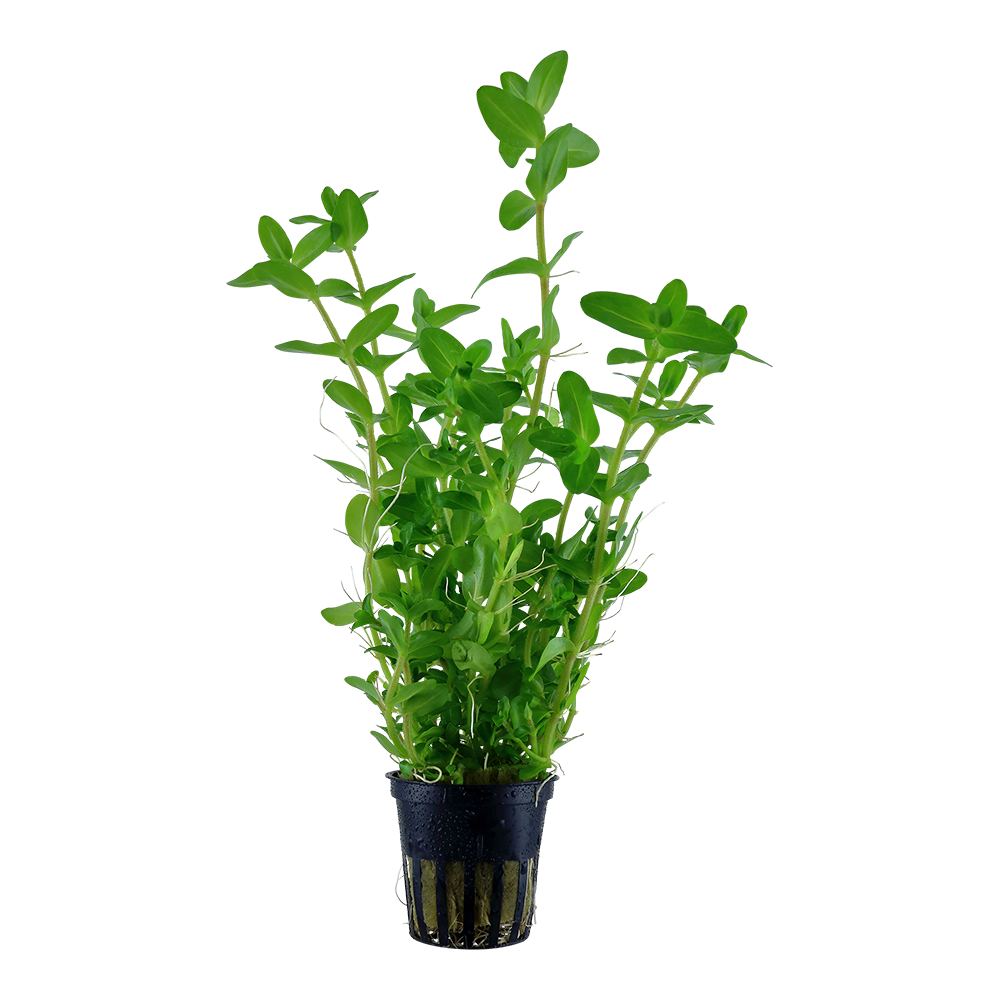 Bacopa caroliniana (Topf)