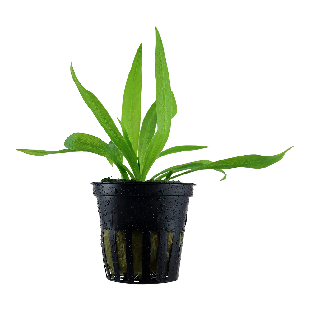 Helanthium bolivianum 'Quadricostatus' (Topf)