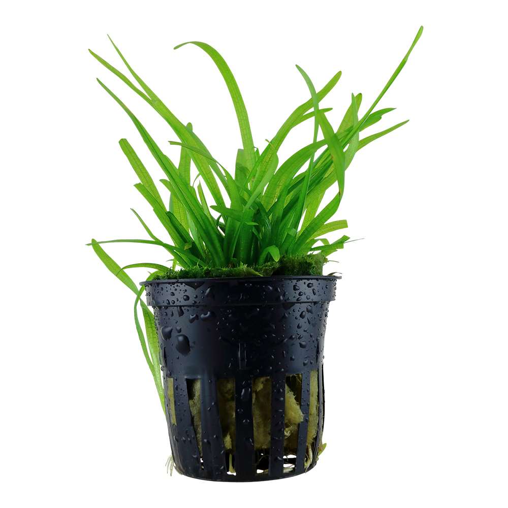 Sagittaria subulata (Topf)