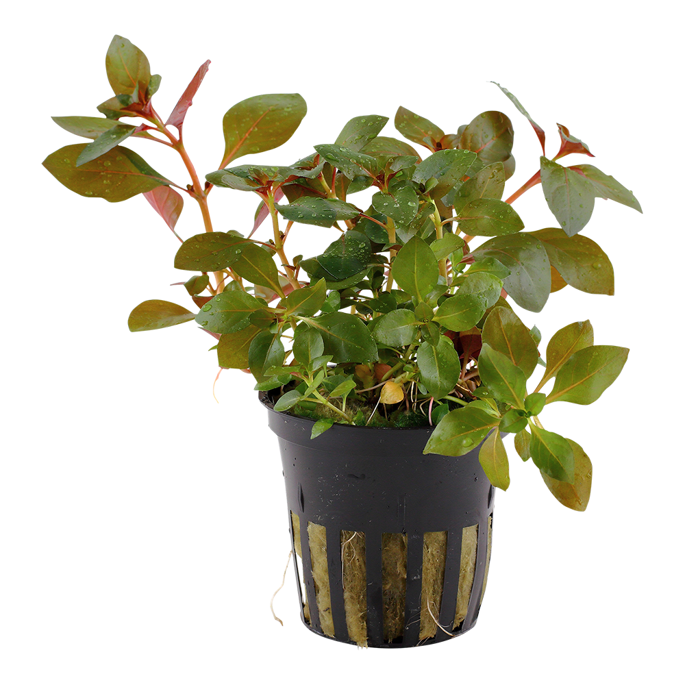Ludwigia repens 'Rubin' (Topf)