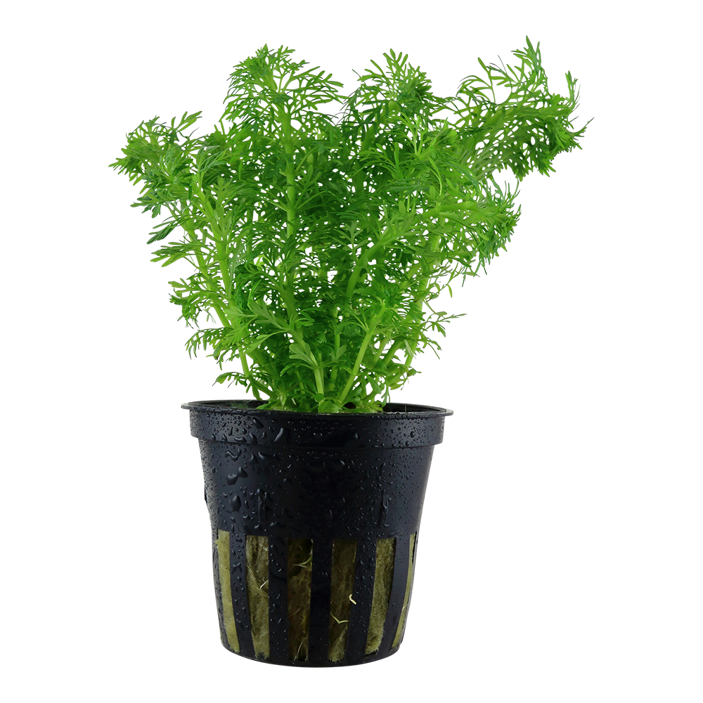 Limnophila sessiliflora (Topf)