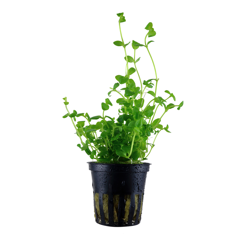 Bacopa australis (Topf)