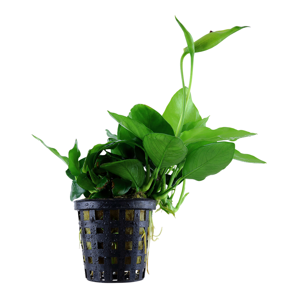 Anubias barteri var. nana 'Large' (Topf)
