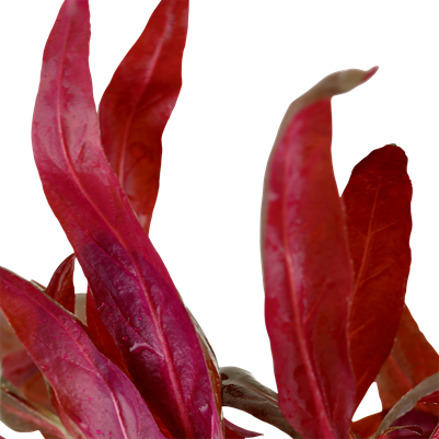 Alternanthera reineckii 'Rose' en pot