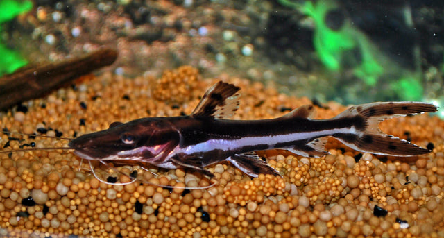 Tigerspatelwels (Pseudoplatystoma fasciatum)