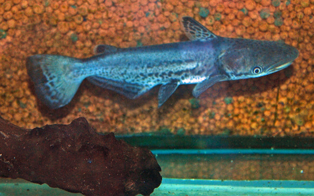 Marmorierter Delfinwels (Ageneiosus marmoratus)