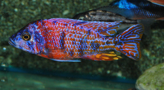 Kaiserbuntbarsch Red Blotched – Aulonocara sp. ‘Red Blotched’ | Farbenprächtiger Malawi-Cichlide
