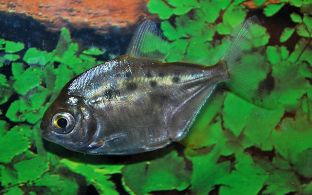 Gepunkteter Scheibensalmler – Metynnis maculatus M 5–6 cm | Silberner Schwarmfisch mit Charakter