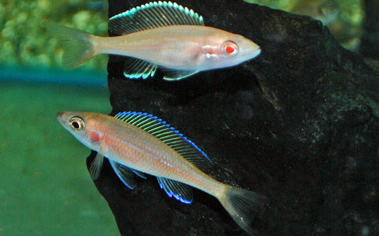 Tanganjika-Buntbarsch Albino – Paracyprichromis nigripinnis ‘Albino’ | Eleganter, friedlicher Schwarmfisch