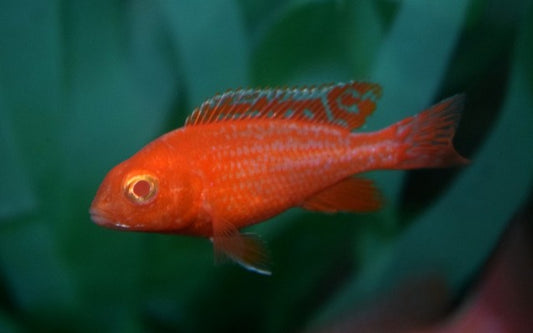 Kaiserbuntbarsch Dragon Blood Albino – Aulonocara sp. ‘Dragon Blood Albino’ | Farbenprächtiger Malawi-Cichlide