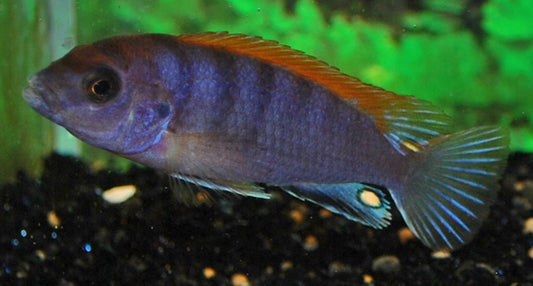 Malawi-Buntbarsch Hongi Red Top – Labidochromis sp. ‘Hongi Red Top’ | Farbenprächtiger Mbuna-Cichlide