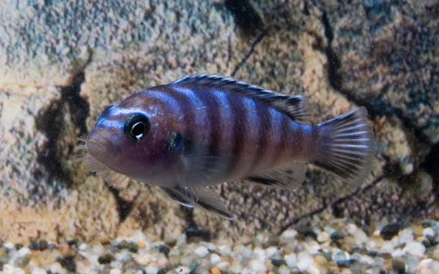 Malawi Zebrabuntbarsch Demasoni – Pseudotropheus demasoni | Intensiv blauer Mbuna-Cichlide
