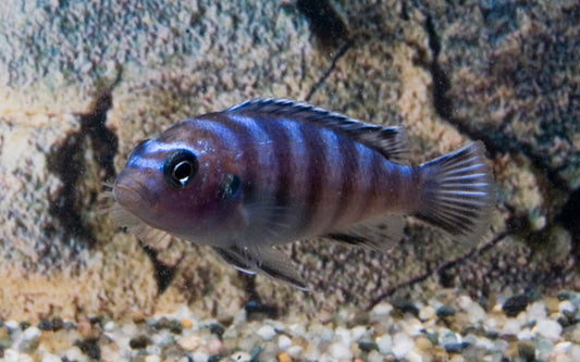 Malawi Zebrabuntbarsch Demasoni – Pseudotropheus demasoni | Intensiv blauer Mbuna-Cichlide