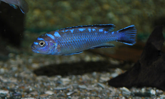 Malawi-Buntbarsch Neon Spot – Pseudotropheus elongatus ‘Neon Spot’ | Farbintensiver Mbuna-Cichlide