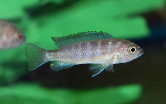 Malawi-Buntbarsch Flavus – Pseudotropheus flavus | Leuchtend gelber Mbuna-Cichlide mit schwarzen Flossen