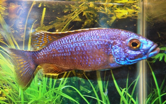 Azurbuntbarsch Iceberg – Sciaenochromis fryeri ‘Iceberg’ | Strahlend blauer Malawi-Cichlide