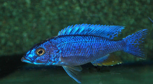 Azurbuntbarsch – Sciaenochromis fryeri | Strahlend blauer, friedlicher Malawi-Cichlide