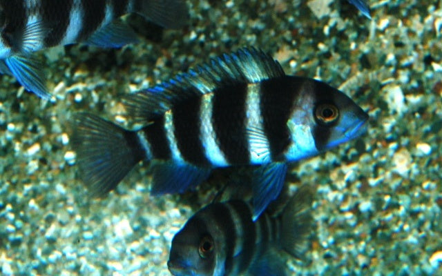 Tanganjika-Beulenkopf – Cyphotilapia frontosa | Majestätischer, friedlicher Cichlide aus dem Tanganjikasee