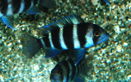 Tanganjika-Beulenkopf – Cyphotilapia frontosa | Majestätischer, friedlicher Cichlide aus dem Tanganjikasee