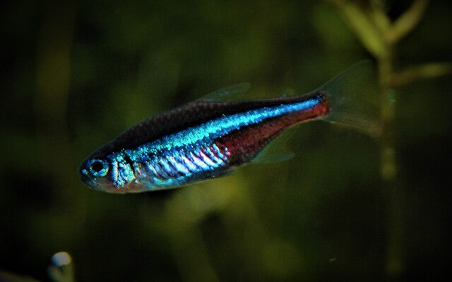 Blauer Neon Paracheirodon simulans – Schwarmfisch 2,5–3 cm