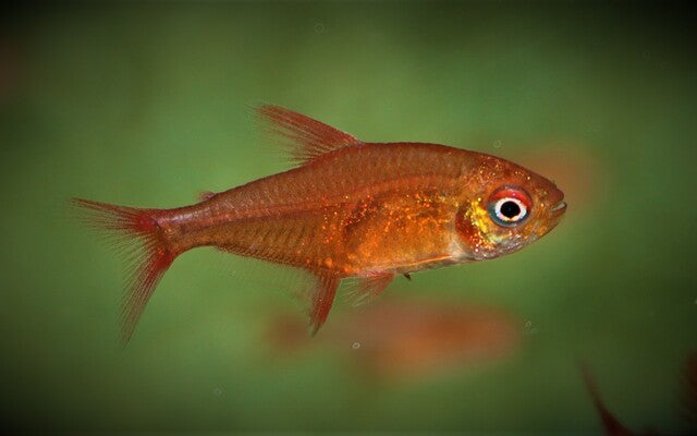Roter Mzuel Salmler – Hyphessobrycon sp. Red Cherry | Seltener Zierfisch 1,5-2cm