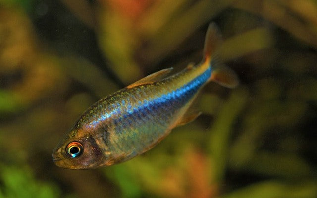 Brombeersalmler – Hyphessobrycon wadai | Seltener Zierfisch 2-2,5cm