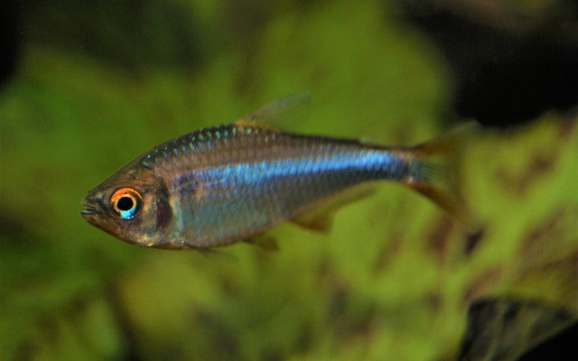 Brombeersalmler – Hyphessobrycon wadai | Seltener Zierfisch 2-2,5cm