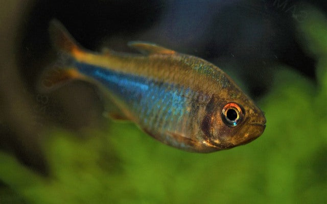Brombeersalmler – Hyphessobrycon wadai | Seltener Zierfisch 2-2,5cm