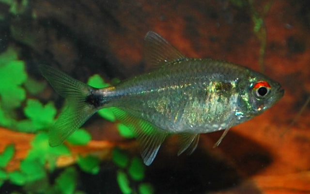 Schlusslichtsalmler – Hemigrammus ocellifer M 2,5–3 cm | Friedlicher Schwarmfisch