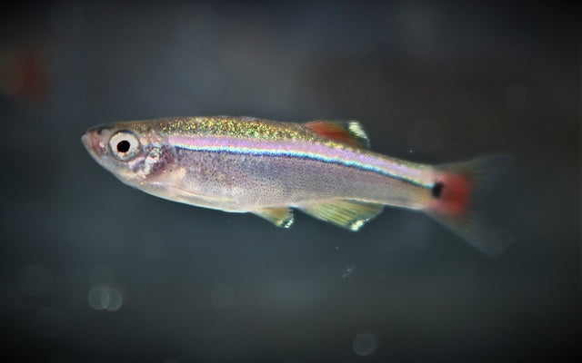 Kardinalfisch – Tanichthys albonubes M 2,5–3 cm | Friedlicher Schwarmfisch für Gesellschaftsaquarien