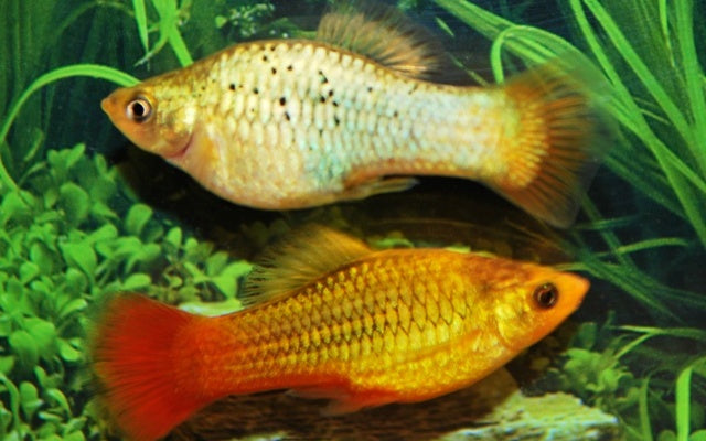 Platy Variatus Grün – Xiphophorus variatus M 2–2,5 cm | Seltene Zuchtform mit schimmernd grünem Glanz