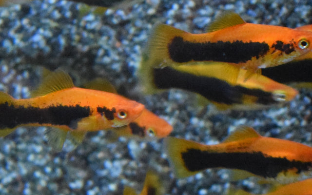 Schwertträger Rot Tuxedo – Xiphophorus helleri M 3,5–4 cm | Rote Zuchtform mit elegant dunklem Rückenbereich
