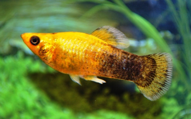 Molly Golddust Tuxedo – Poecilia sphenops | Edle Zuchtform mit gold-schwarzem Kontrast