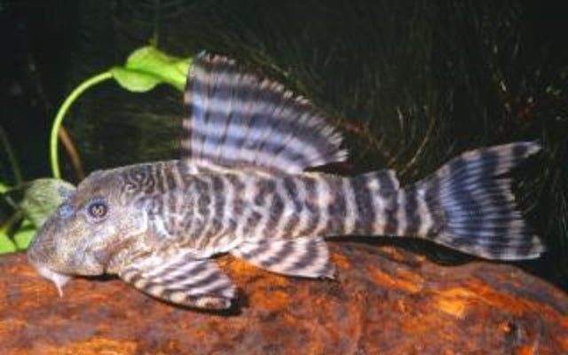 L226 Iquitos Tiger Pleco – Panaqolus changae | Seltener Wildfang & friedlicher Holzfresser