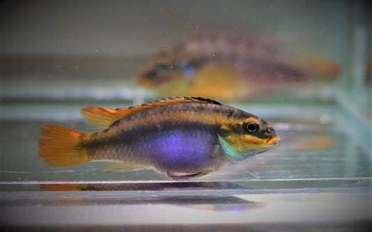 Pelvicachromis kribensis ‘Ndonga’ – Pelvicachromis kribensis | Friedlicher, farbenprächtiger Zwergbuntbarsch