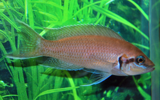 Prinzessin von Burundi – Neolamprologus brichardi | Eleganter, sozialer Tanganjika-Cichlide