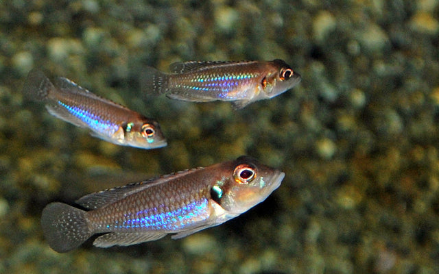 Augenfleck-Schneckenbarsch – Lamprologus ocellatus | Charakterstarker, kleinbleibender Tanganjika-Cichlide