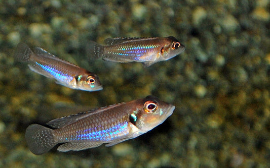 Augenfleck-Schneckenbarsch – Lamprologus ocellatus | Charakterstarker, kleinbleibender Tanganjika-Cichlide