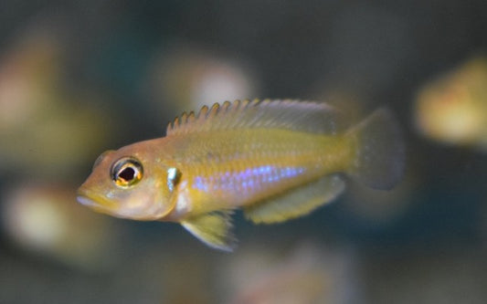 Golden Schneckenbarsch – Lamprologus ocellatus ‘Gold’ | Leuchtend goldener, kleinbleibender Tanganjika-Cichlide