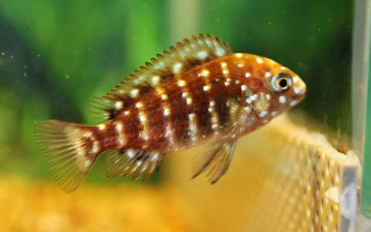 Weißpunkt-Buntbarsch – Tropheus duboisi | Jungfisch mit charakteristischer Punktzeichnung