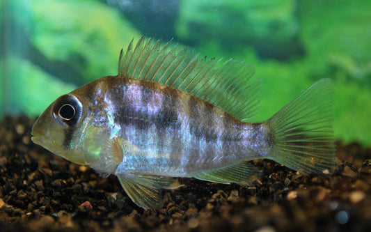 Ballonkopf-Erdfresser – Gymnogeophagus balzanii | Friedlicher, eleganter Südamerika-Cichlide